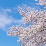 ひきこもりなのに外に出て、花見をした結果…!